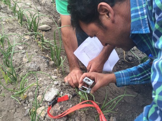 Diagnóstico de plagas y enfermedades online está siendo utilizado por agricultores de la región Metropolitana