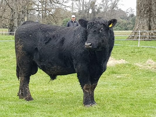 Cooprinsem realizó lanzamiento de su Catálogo de Toros de Carne 2018