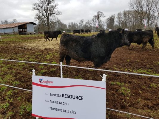 Cooprinsem realizó lanzamiento de su Catálogo de Toros de Carne 2018