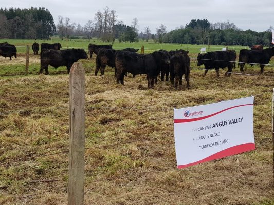 Cooprinsem realizó lanzamiento de su Catálogo de Toros de Carne 2018