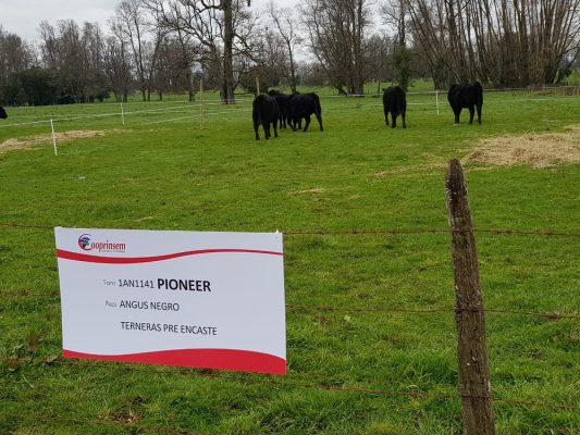 Cooprinsem realizó lanzamiento de su Catálogo de Toros de Carne 2018