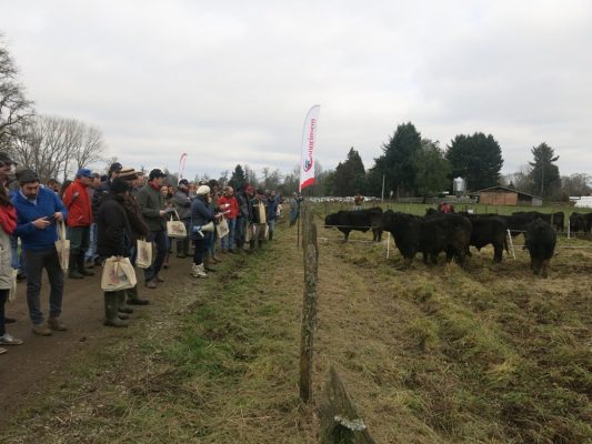 Cooprinsem realizó lanzamiento de su Catálogo de Toros de Carne 2018