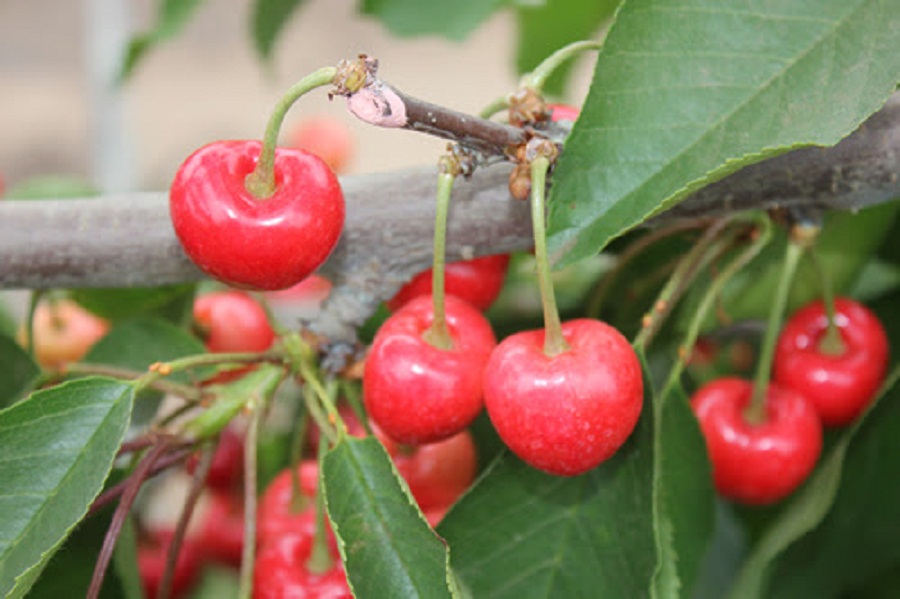 Comer fruta fuera de temporada podría ser perjudicial para la salud