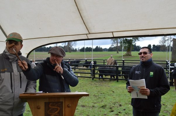 Positivo balance del cuarto Día del Toro en INIA La Pampa