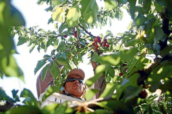 Ministro de Agricultura espera dar a conocer iniciativa que fomentará asociatividad