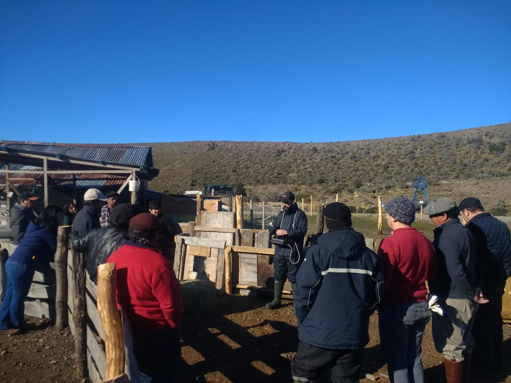 Productores caprinos de Ibáñez participaron en día de campo sobre diagnóstico de gestación por ecografía en chivas