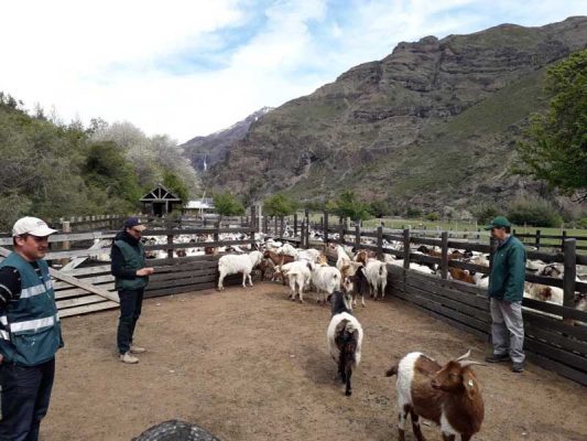 Abre primera barrera sanitaria del SAG en la precordillera de Linares