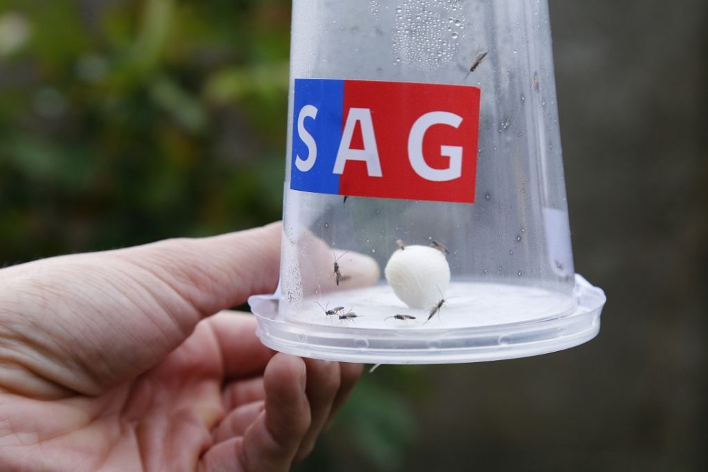 SAG lanzó en Ñuble nuevo control biológico para la polilla de la vid