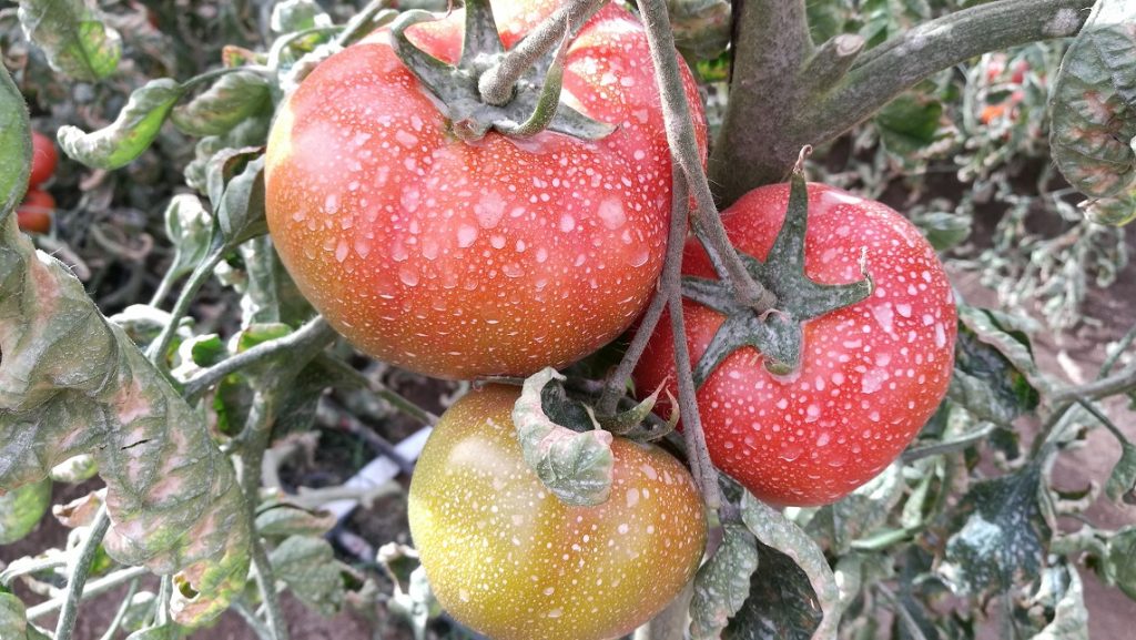 Nuevo encargado regional de FIA visita innovador proyecto de rescate del tomate Poncho Negro