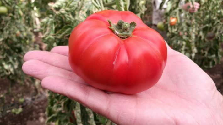 Nuevo encargado regional de FIA visita innovador proyecto de rescate del tomate Poncho Negro