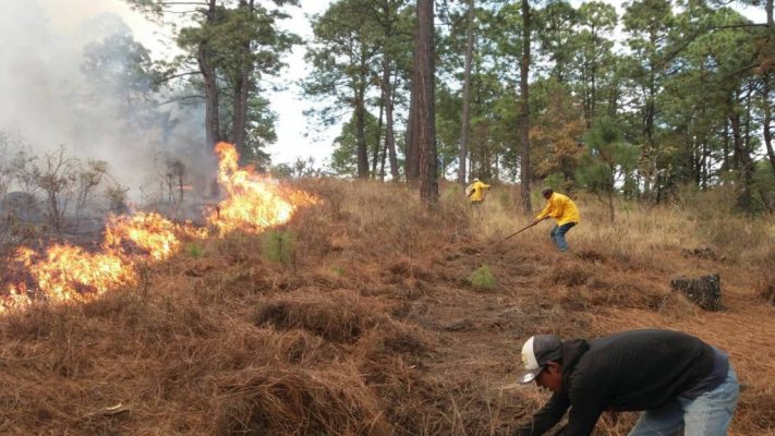 La protección del bosque nativo es clave para combatir los incendios forestales en Chile