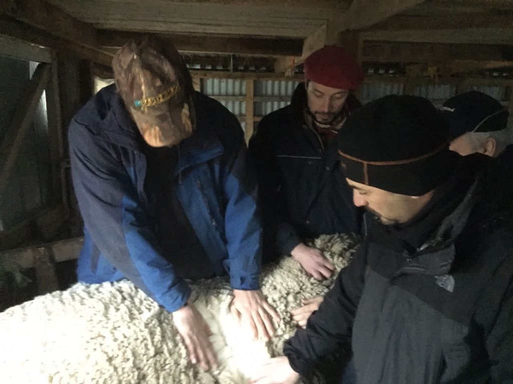 Profesionales de INDAP realizaron visita a Magallanes para recoger experiencias del rubro ovino