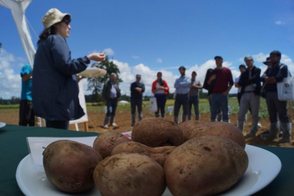 Invitan a productores a participar en seminario “Marchitez bacteriana de la papa»