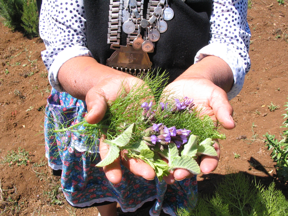 Científicos de la UACh estudian en Purranque la medicina tradicional mapuche-huilliche
