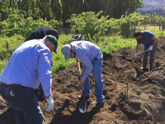 Agricultura apoya establecimiento de huerto de vid en Puerto Ibáñez