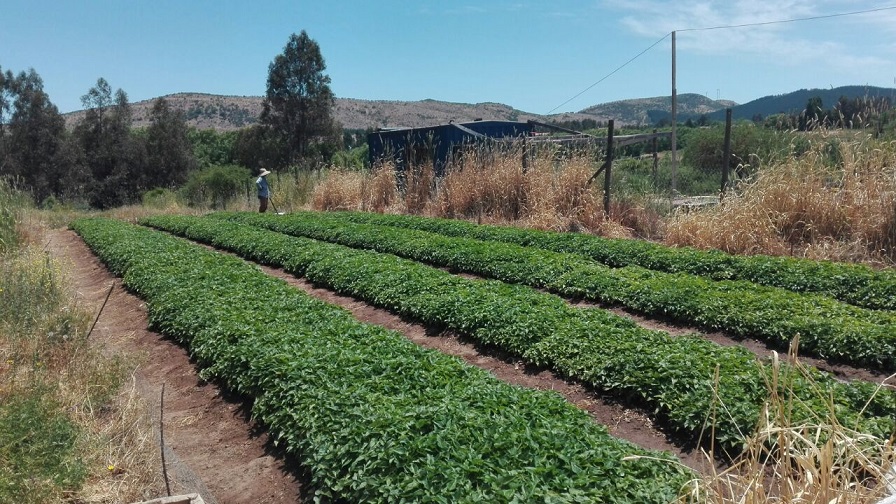 Desarrollan camote chileno con propiedades saludables y apto para cultivo en gran parte del país