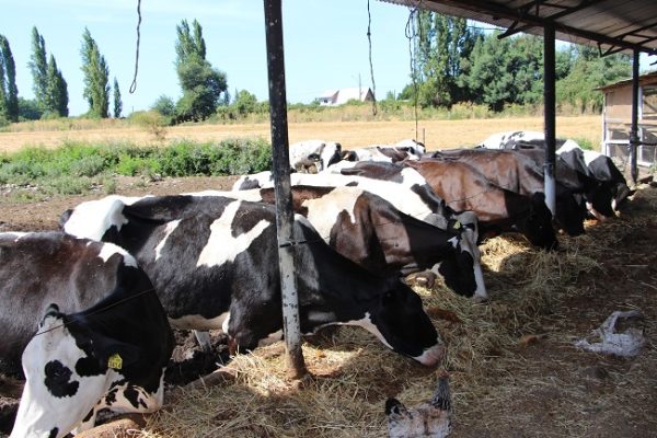 Familia de Curicó abre las puertas de su centenaria lechería Casa Rural a los turistas