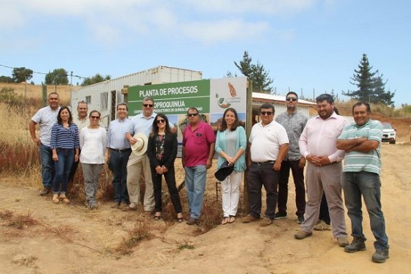 Cooperativa de O’Higgins realiza primera venta de quínoa para raciones escolares de Junaeb