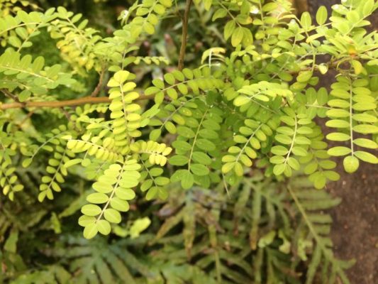 Investigadoras de Agronomía UdeC buscan rescatar planta extinta de Rapa Nui