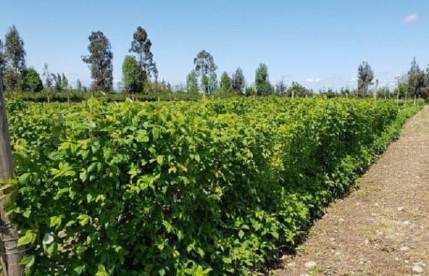 En seminario analizarán incidencia del sector frutales en la agricultura de Ñuble