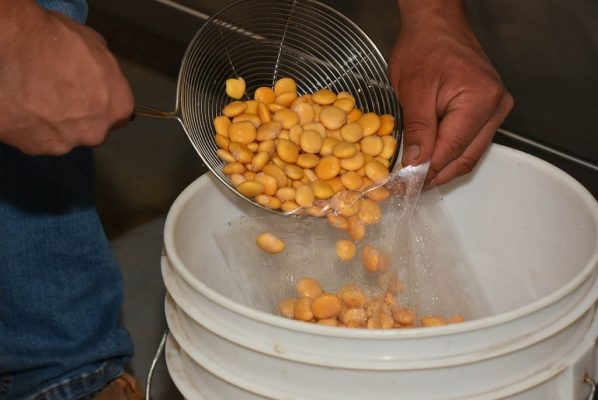 Investigación de la UC Temuco potencia valor nutricional del lupino amargo