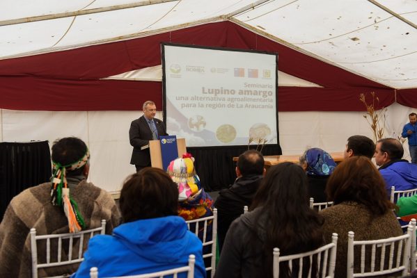 Investigación de la UC Temuco potencia valor nutricional del lupino amargo