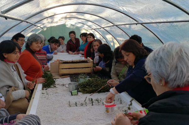 Programa Frutales de INDAP Aysén realiza día de campo para potenciar el cultivo de murtilla