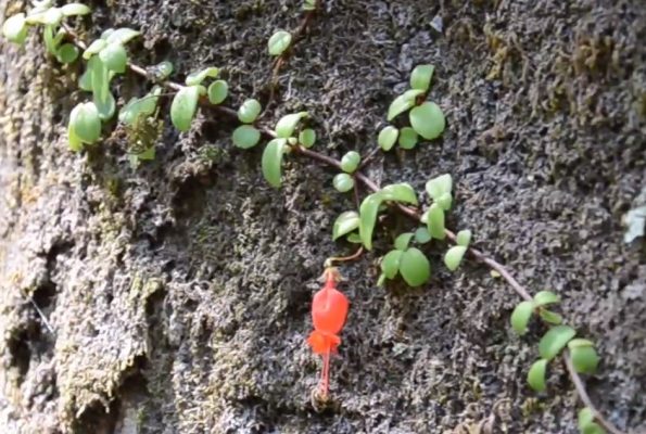 Sociedad Chilena de Ciencias Forestales reanuda sus actividades de extensión