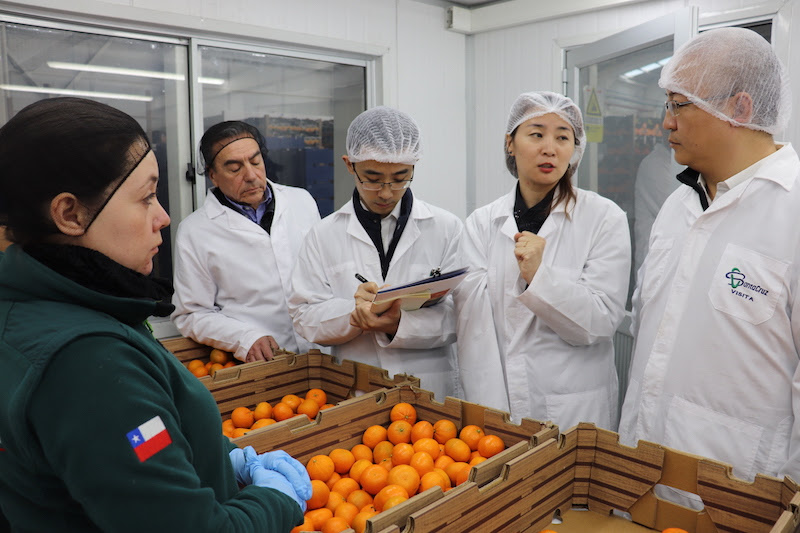 Comienza proceso de apertura del mercado chino para los cítricos chilenos