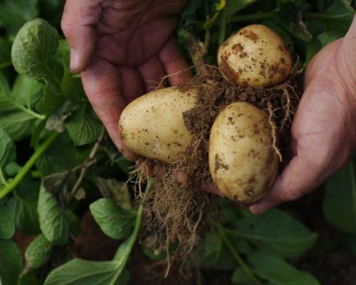 Buenos resultados del cultivo de la papa favorecen precios al consumidor