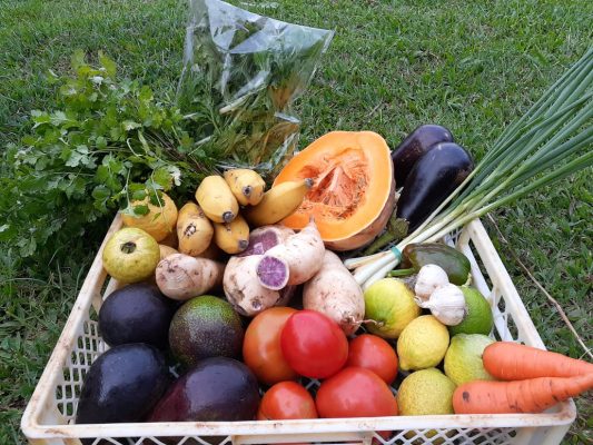 Jóvenes agricultores de Rapa Nui se reinventan para abastecer de frutas y hortalizas a isleños